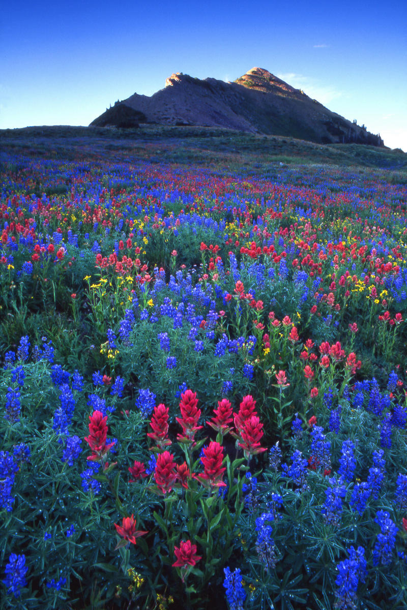 'Mt. Timpanogos Wildflowers' Mt. Timpanogos Wilderness, Utah