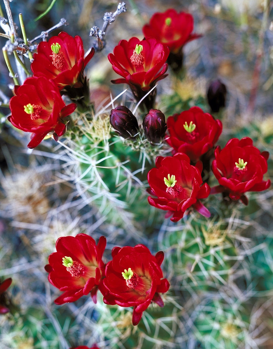'Claret Cup Cactus'
