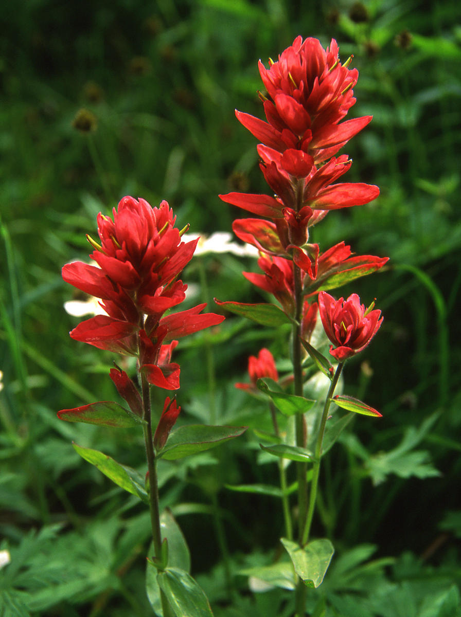 'Indian Paintbrush' 