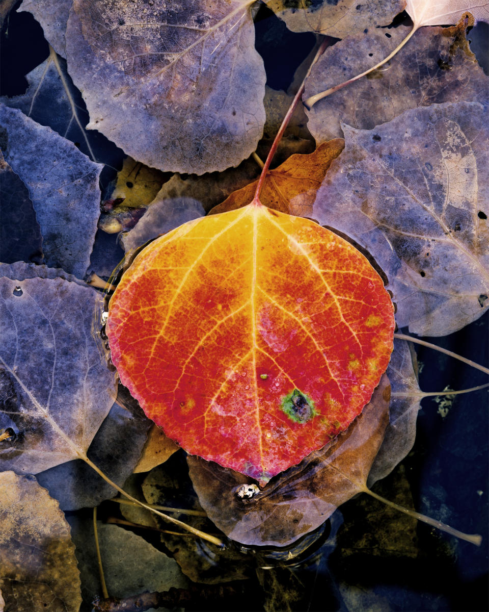 'Aspen Red'