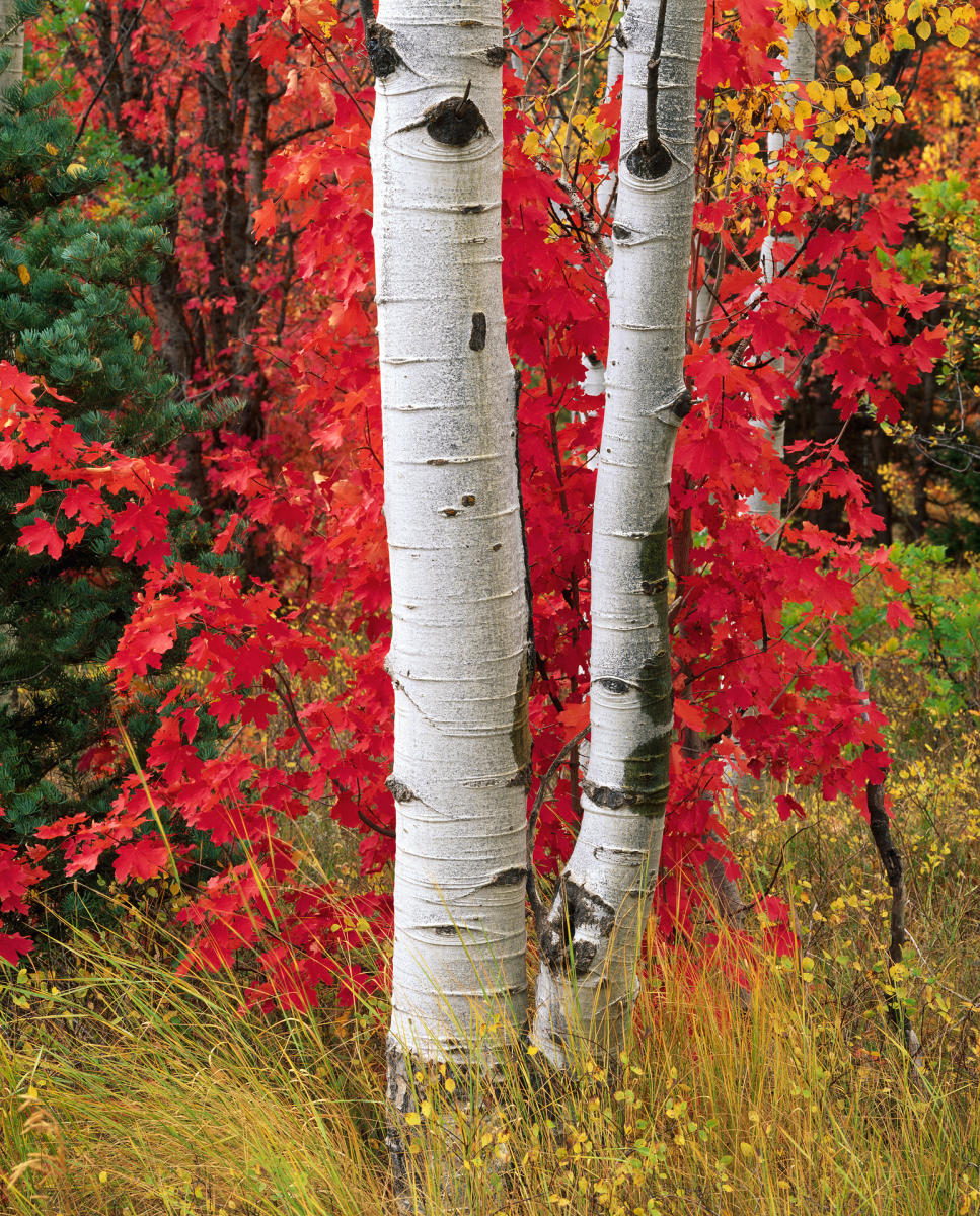 'The Guardian' American Fork Canyon, Utah
