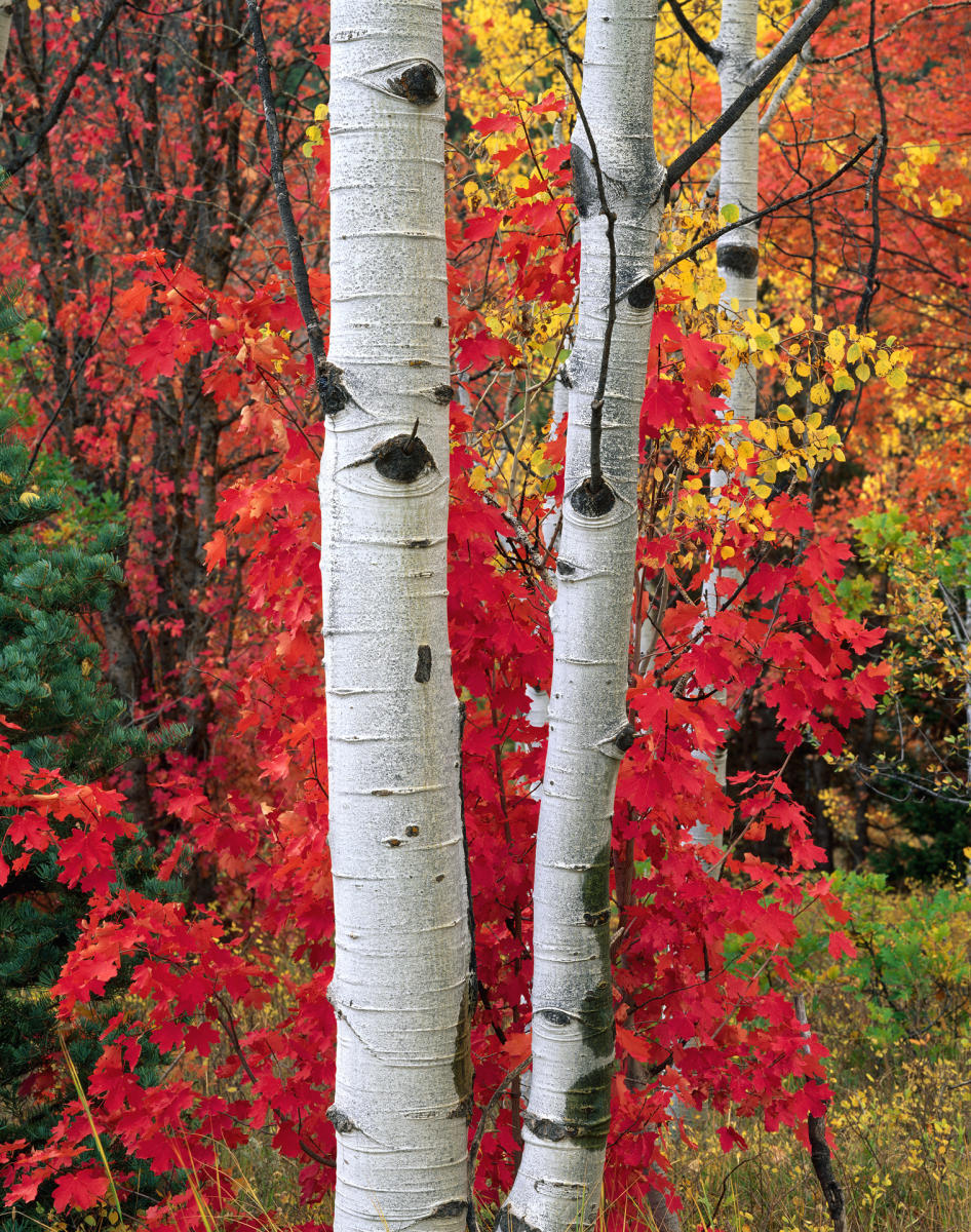 'Tibble Fork' American Fork Canyon, Utah
