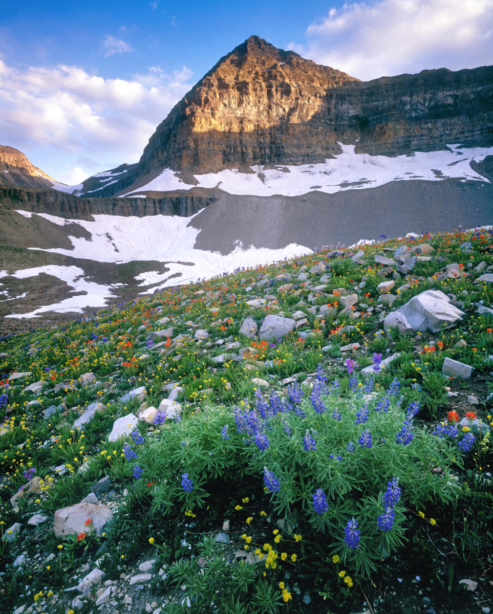 'Timpanogos Meadow' Mt Timpanogos Wilderness, Utah