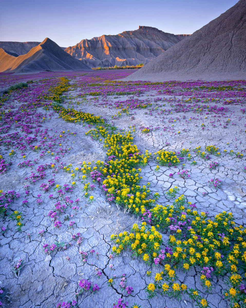 'Living Desert' Caineville Mesa, Utah