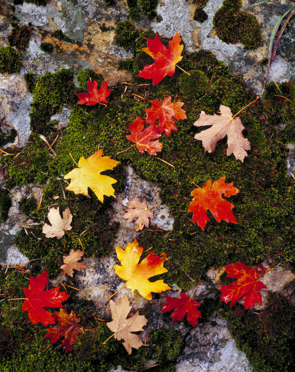 'Maple Leaves'
