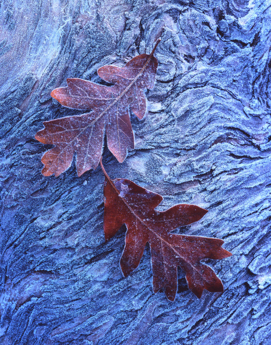 'Frozen Oaks'