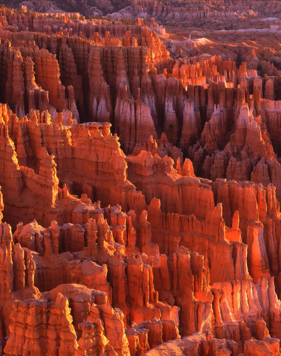 'Bryce Hoodoos' Bryce Canyon National Park, Utah