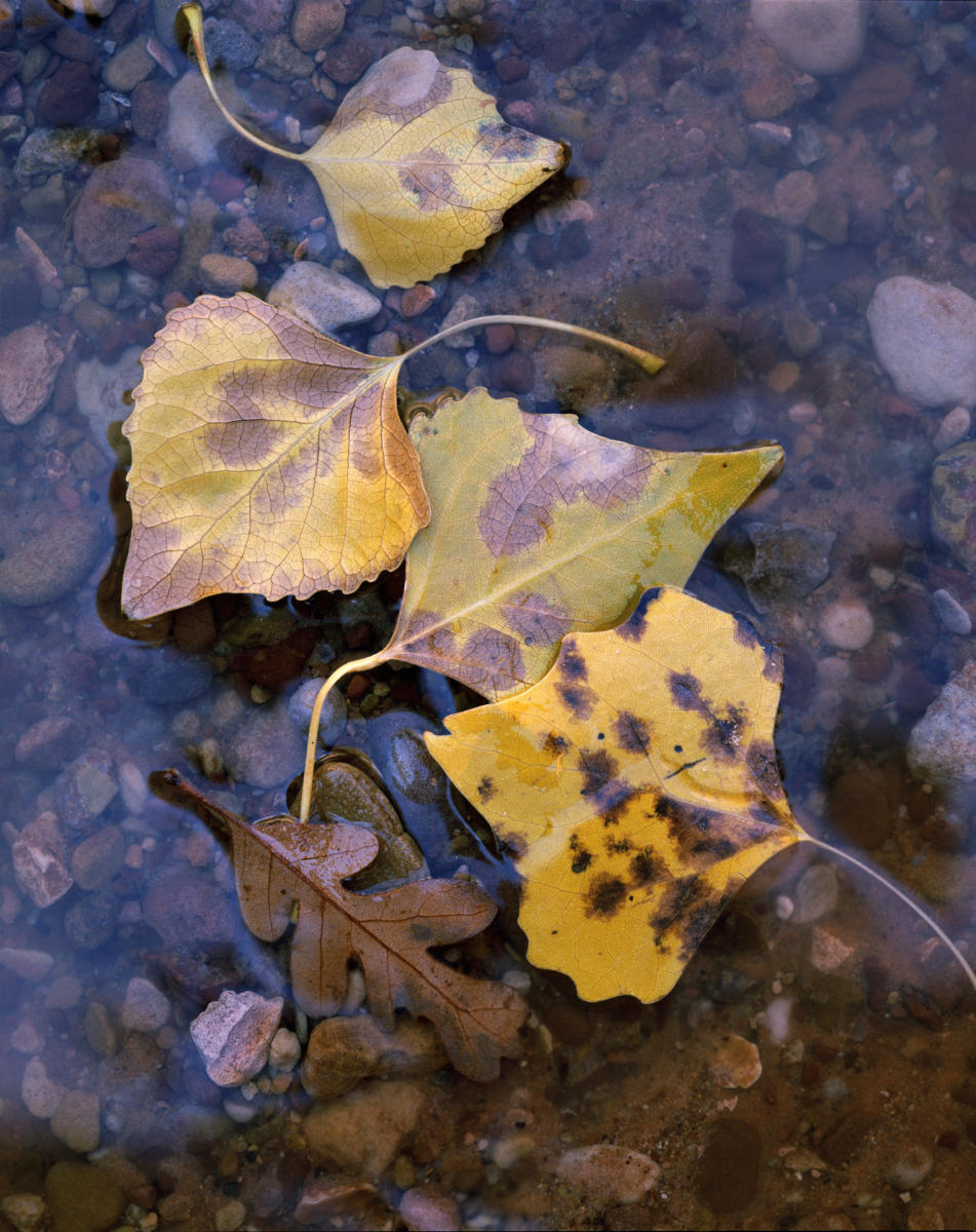 'Cottonwood Leaves'