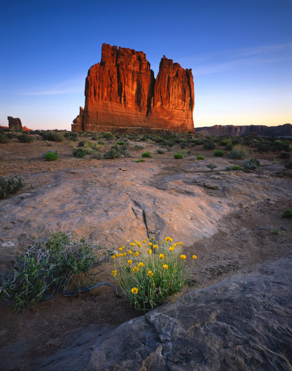 'Desert Marigold' Arches National Park, Utah