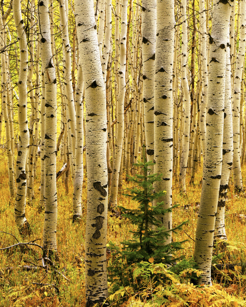 'Quaking Aspens' 