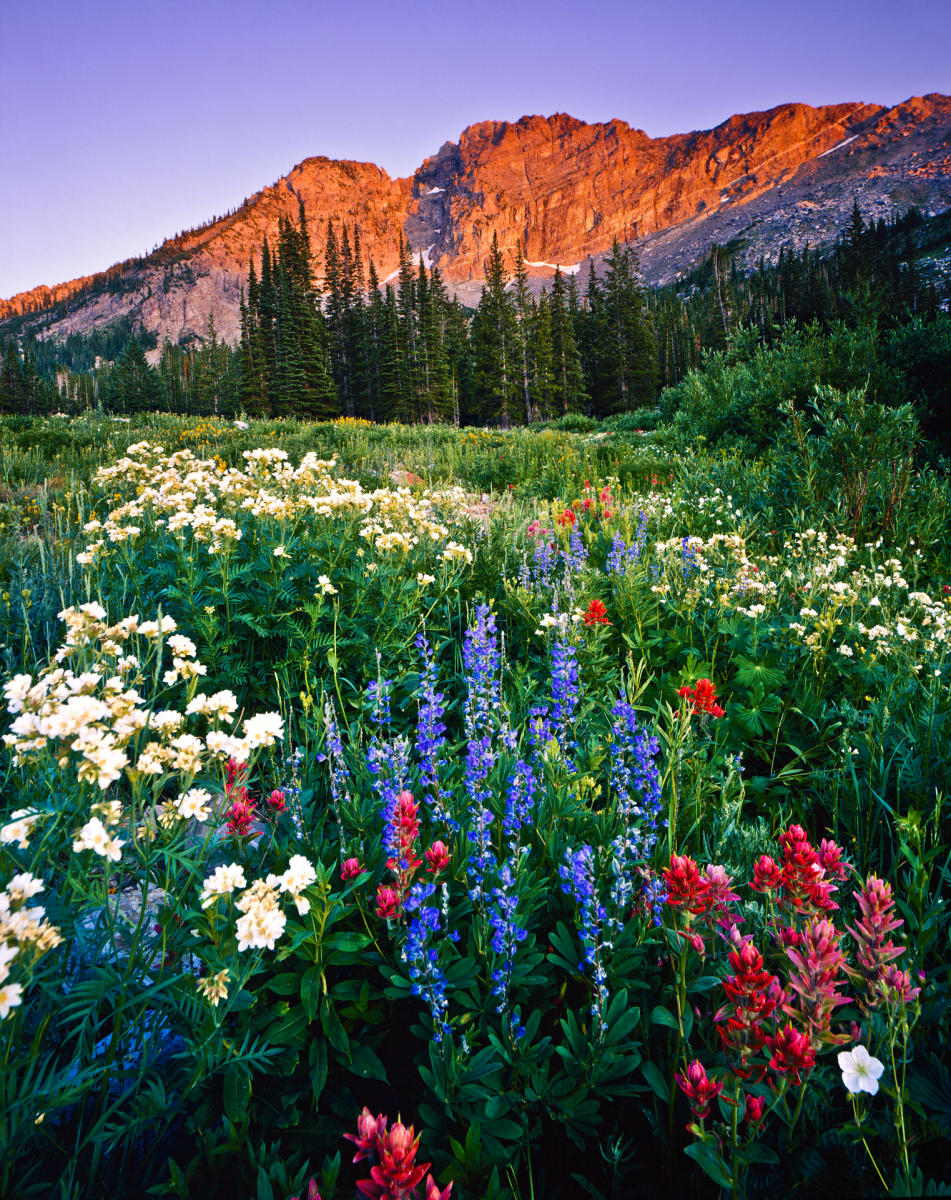 'Albion Bloom' Albion Basin, Utah