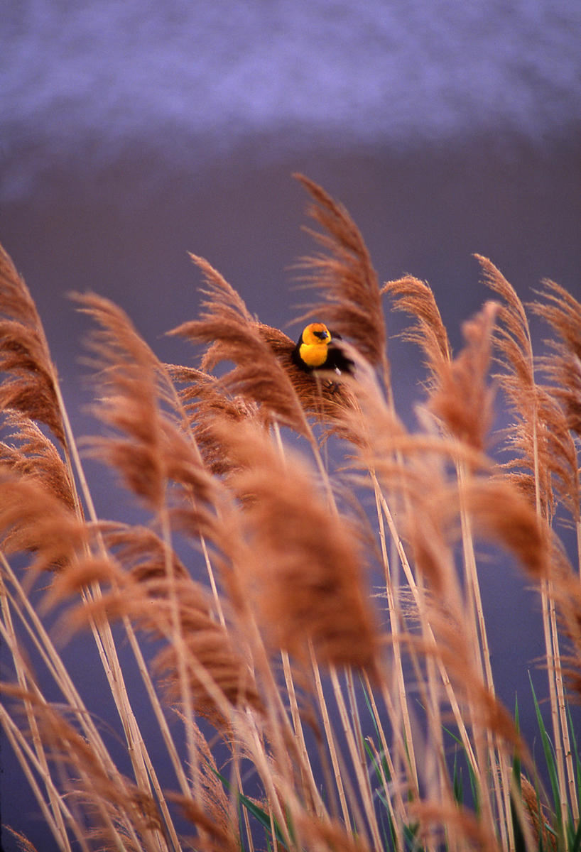 'Yellow Headed Blackbird' 