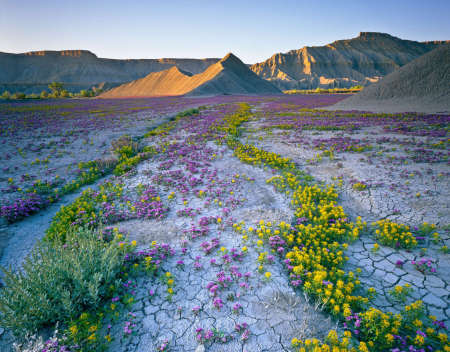 'Caineville Mesa' Southern Utah