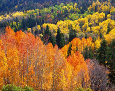 'Hill on Fire' Uinta National Forest, Utah