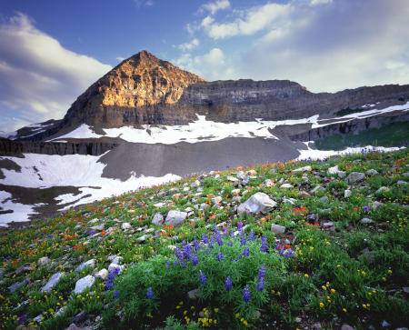 'Mt Timpanogos Meadow' Mt Timpanogos Wilderness, Utah