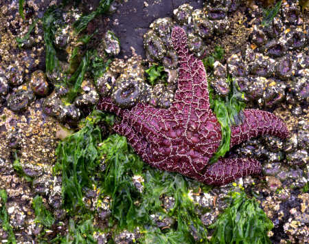 'Starfish' Oregon Coast, Oregon