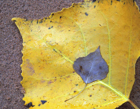 'Fallen'