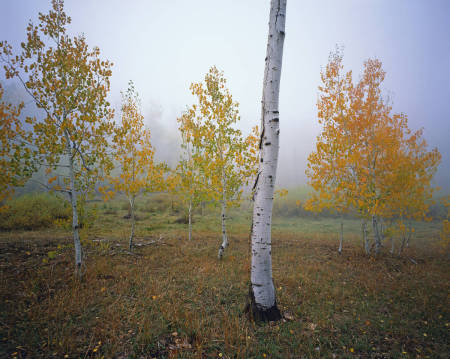 'Aspen Fog' Uinta National Forest, Utah