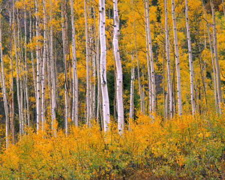 'Wasatch-Cache Aspens' Uinta Mountains, Utah