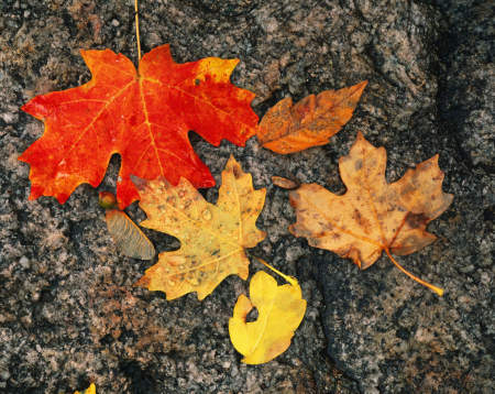 'Bigtooth Maple'