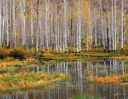 'Hidden Pond' Wasatch Mountain State Park, Utah