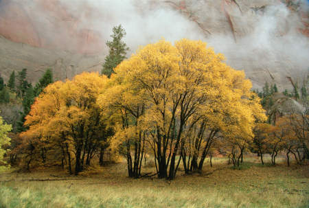 'Autumn in Kolob' Zion National Park, Utah