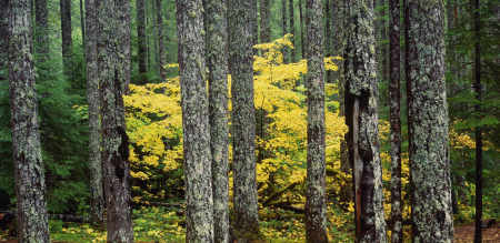 'Washington Forest'-P Gifford Pinchot, Washington