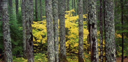 'Washington Forest'